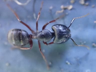 Camponotus herculeanus photo 107