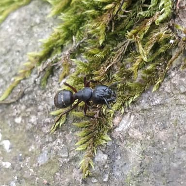 Camponotus herculeanus photo 108