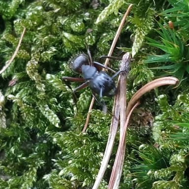 Camponotus herculeanus photo 110
