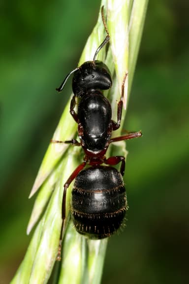 Camponotus herculeanus — queen photo 2