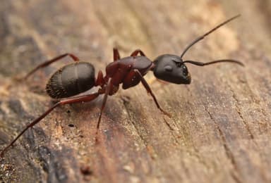 Camponotus herculeanus photo 3