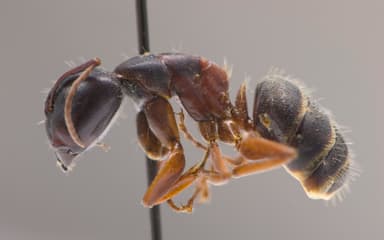 Camponotus herculeanus photo 4
