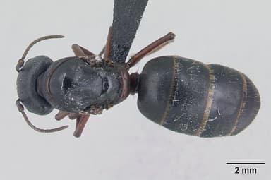 Camponotus herculeanus — queen photo 5