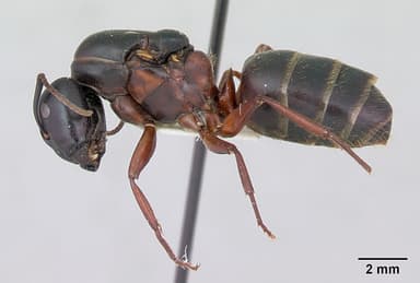 Camponotus herculeanus — queen photo 6