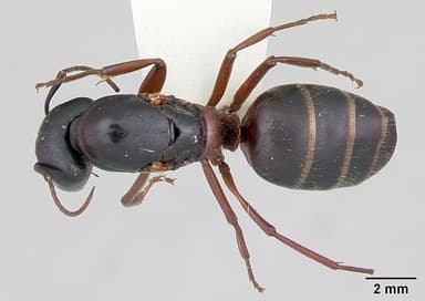 Camponotus herculeanus — queen photo 7