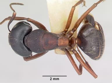 Camponotus herculeanus — queen photo 9