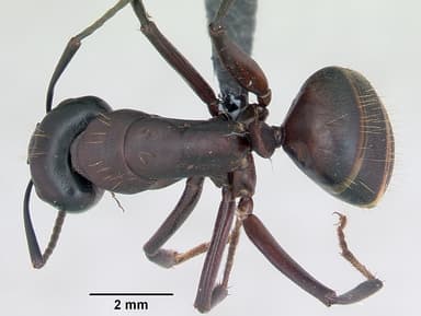 Camponotus herculeanus — queen photo 11