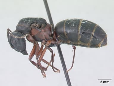 Camponotus herculeanus — queen photo 12