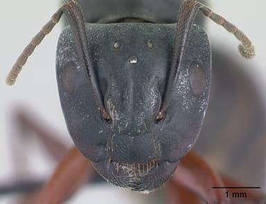 Camponotus herculeanus — queen photo 13