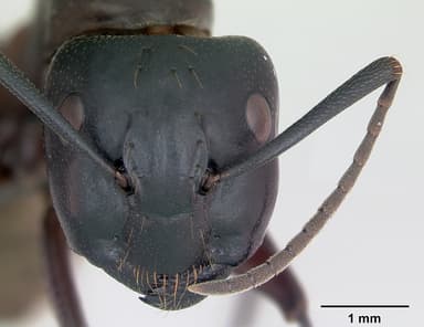 Camponotus herculeanus — queen photo 15