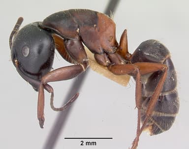 Camponotus herculeanus — queen photo 16