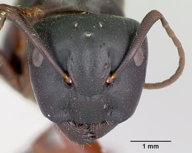 Camponotus herculeanus — queen photo 17