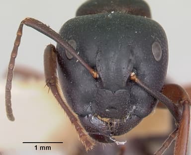 Camponotus herculeanus — queen photo 18