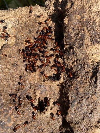 Camponotus hyatti photo 25