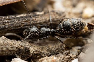 Camponotus hyatti photo 27