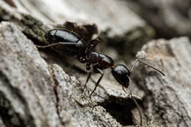 Camponotus hyatti photo 28