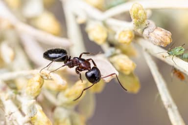 Camponotus hyatti photo 29