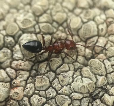 Camponotus hyatti photo 32