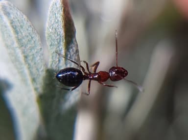Camponotus hyatti photo 35