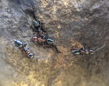 Camponotus hyatti — colony photo 58
