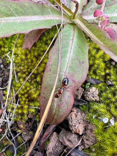 Camponotus hyatti photo 71