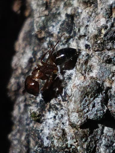 Camponotus hyatti photo 96