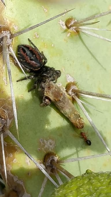 Camponotus hyatti photo 97