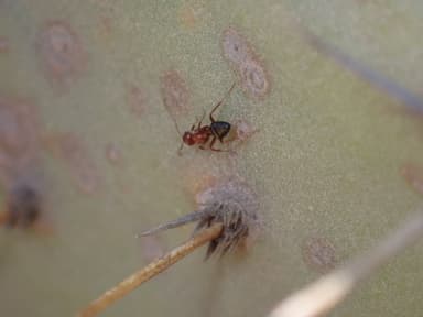 Camponotus hyatti photo 121