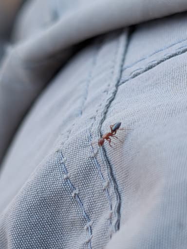 Camponotus hyatti photo 134