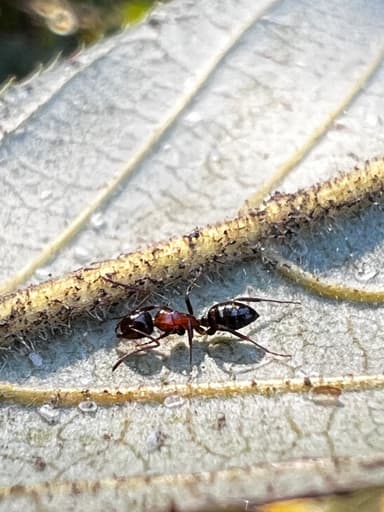 Camponotus hyatti photo 160
