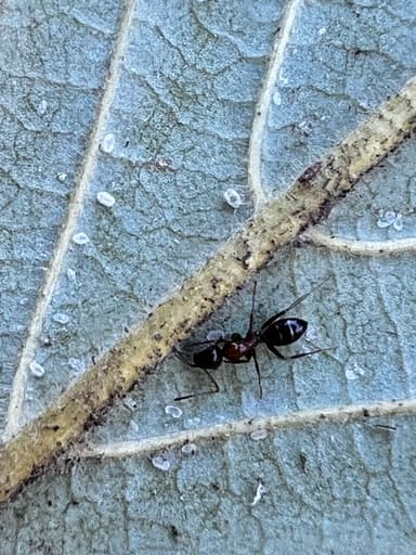 Camponotus hyatti photo 165