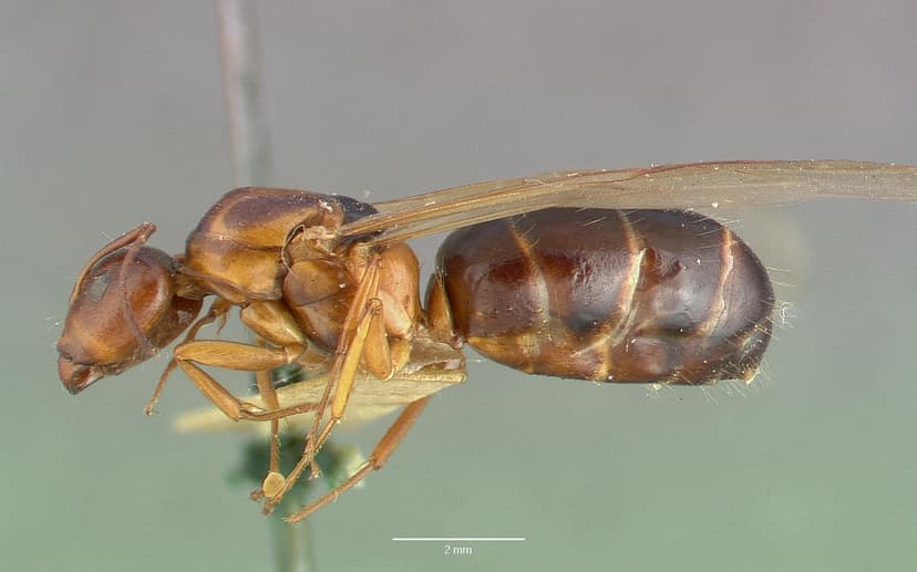 Camponotus hyatti photo 1