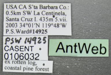 Camponotus hyatti photo 2