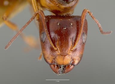 Camponotus hyatti — queen photo 6