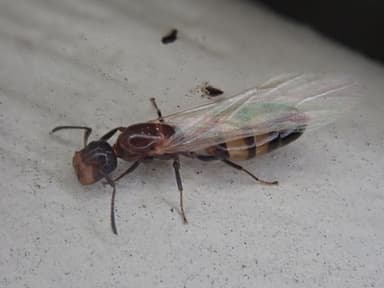 Camponotus impressus photo 18