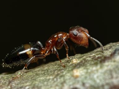 Camponotus impressus photo 19