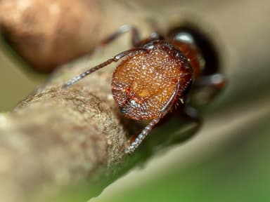 Camponotus impressus photo 20