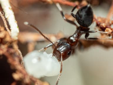 Camponotus impressus photo 21