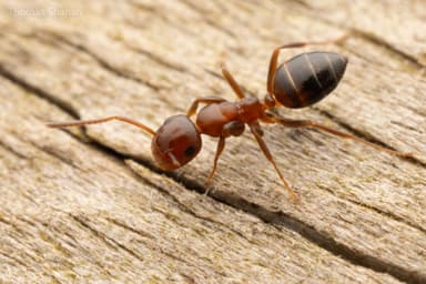 Camponotus impressus photo 23