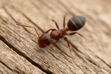 Camponotus impressus photo 25