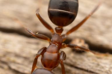 Camponotus impressus photo 26