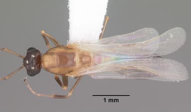 Camponotus impressus — queen photo 5