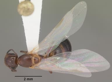 Camponotus impressus — queen photo 9