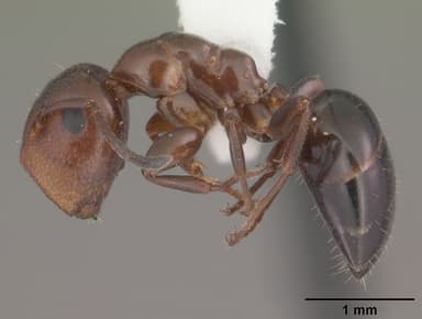 Camponotus impressus — queen photo 12