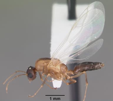 Camponotus impressus — queen photo 16