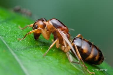 Camponotus irritans photo 2