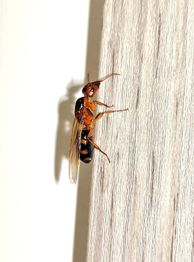 Camponotus irritans photo 5