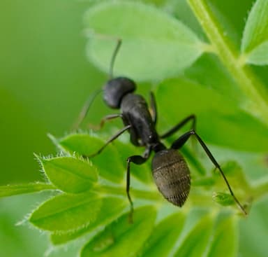 Camponotus japonicus photo 10