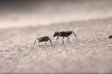 Camponotus japonicus photo 11