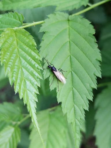 Camponotus japonicus photo 12